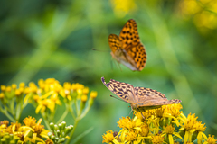 Argynnis paphia