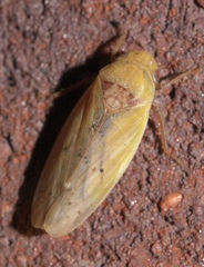Ponana