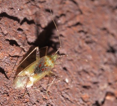 Phytocoris tibialis