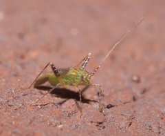 Phytocoris tibialis