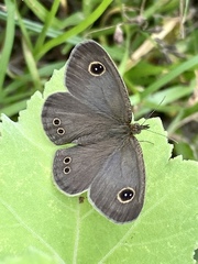 Ypthima argus
