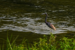 Egretta tricolor