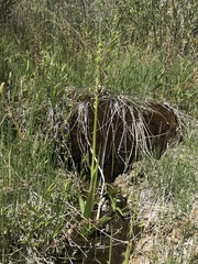 Platanthera tescamnis