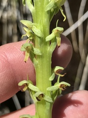 Platanthera tescamnis