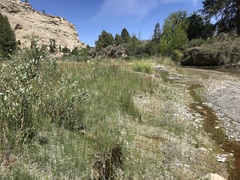 Platanthera tescamnis