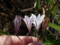 Triteleia peduncularis