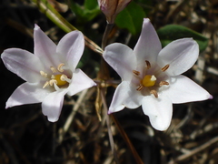 Triteleia peduncularis