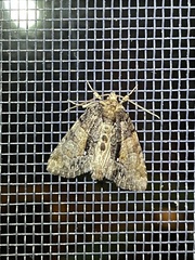 Chytonix