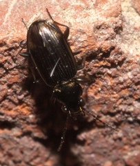 Bembidion rapidum