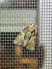 Chytonix