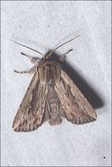 Persectania dyscrita