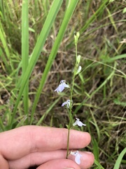 Lobelia appendiculata