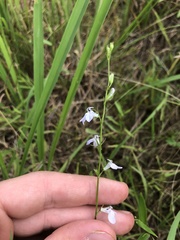 Lobelia appendiculata
