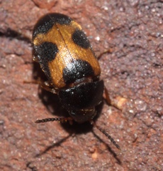 Mycetophagus punctatus