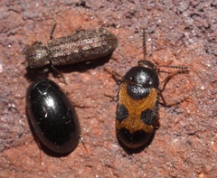Mycetophagus punctatus