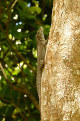 Anolis cristatellus cristatellus