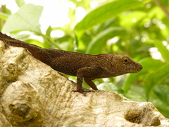 Anolis cristatellus cristatellus
