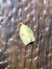 Adoxophyes negundana