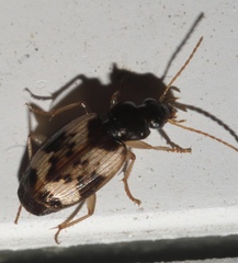 Tetragonoderus fasciatus