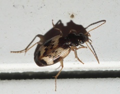 Tetragonoderus fasciatus