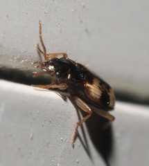 Tetragonoderus fasciatus