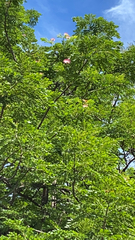 Samanea saman