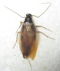Supella dimidiata
