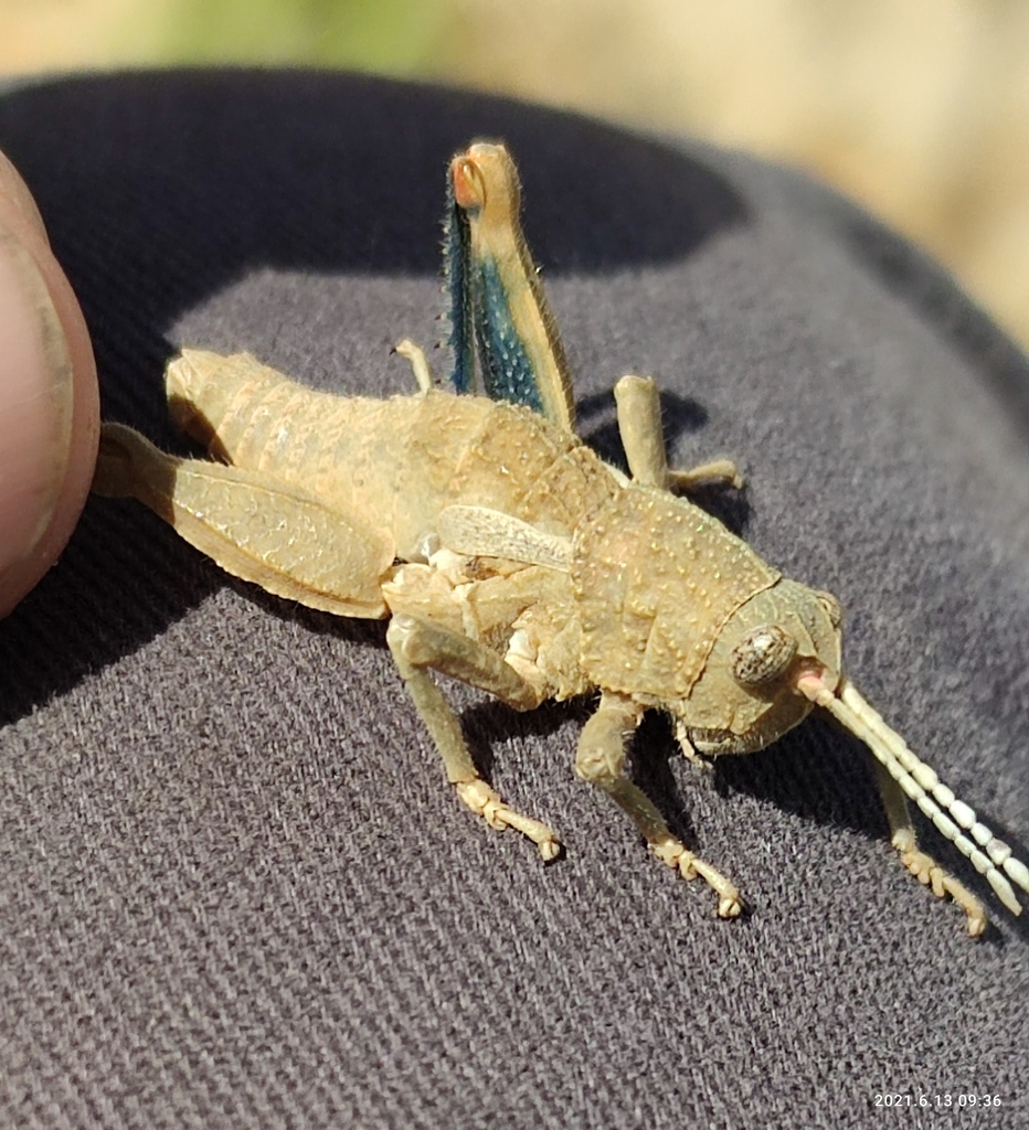 Ocnerosthenus lividipes