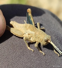 Ocnerosthenus kneuckeri