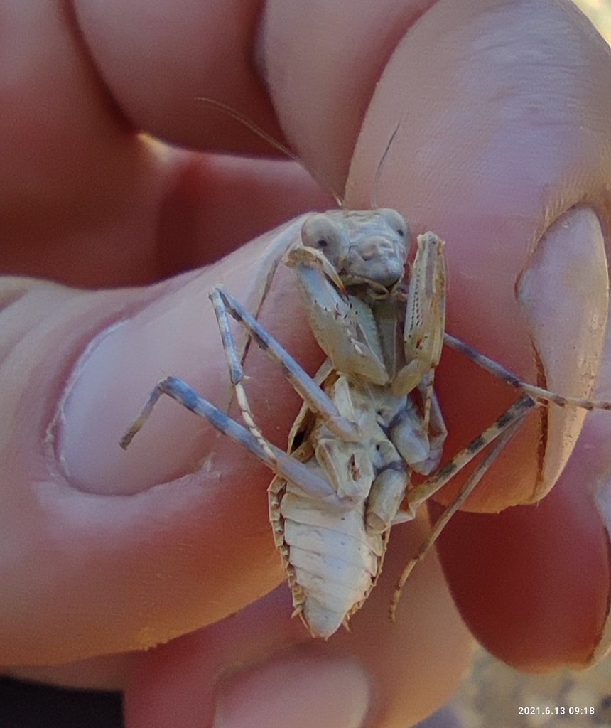 Eremiaphila genei