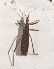 Pygolampis pectoralis