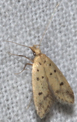 Atheropla decaspila