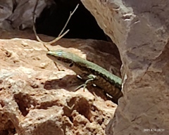 Phoenicolacerta kulzeri