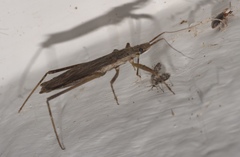 Pygolampis pectoralis