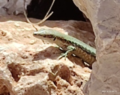 Phoenicolacerta kulzeri