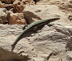 Phoenicolacerta kulzeri