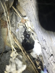 Latrodectus hesperus