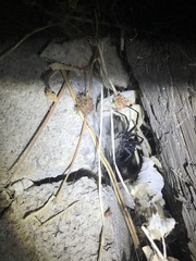 Latrodectus hesperus