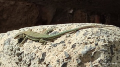 Phoenicolacerta kulzeri