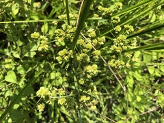 Cyperus pseudovegetus