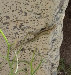 Phoenicolacerta kulzeri