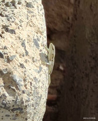 Phoenicolacerta kulzeri