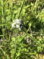 Cyperus pseudovegetus