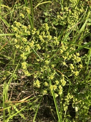 Cyperus pseudovegetus