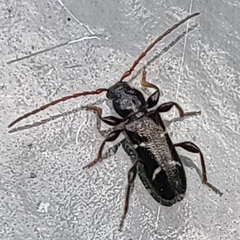 Phymatodes nitidus