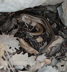 Heremites vittatus