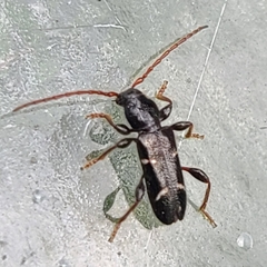 Phymatodes nitidus