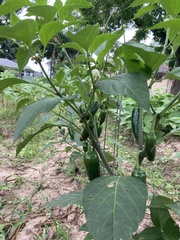 Capsicum annuum annuum