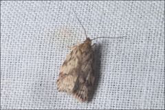 Garrha limbata