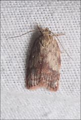 Garrha limbata